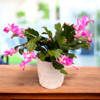 Schlumbergera ‘Thor Ida’ (Różowa grudnik) 2pp