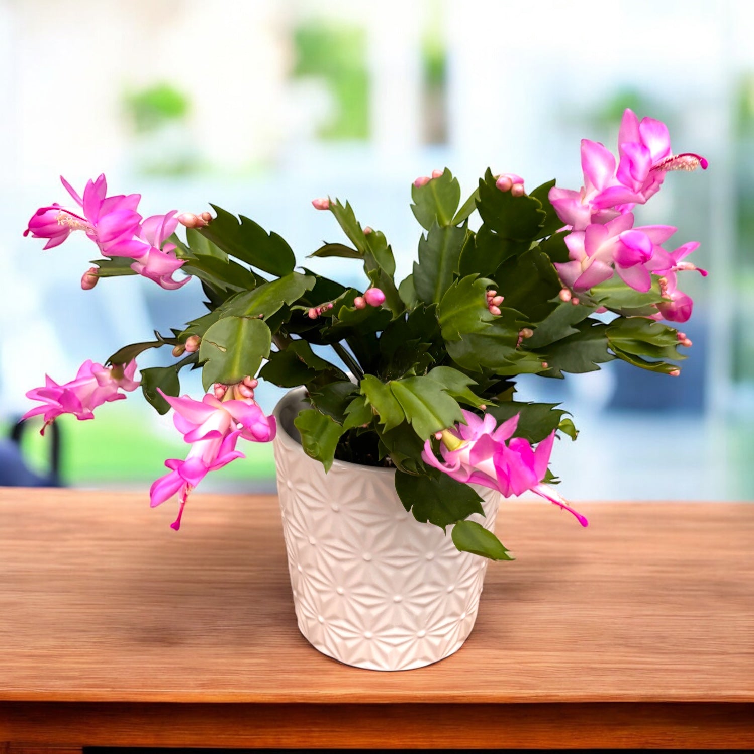 Schlumbergera ‘Thor Ida’ (Cactus de Noël rose) 2pp