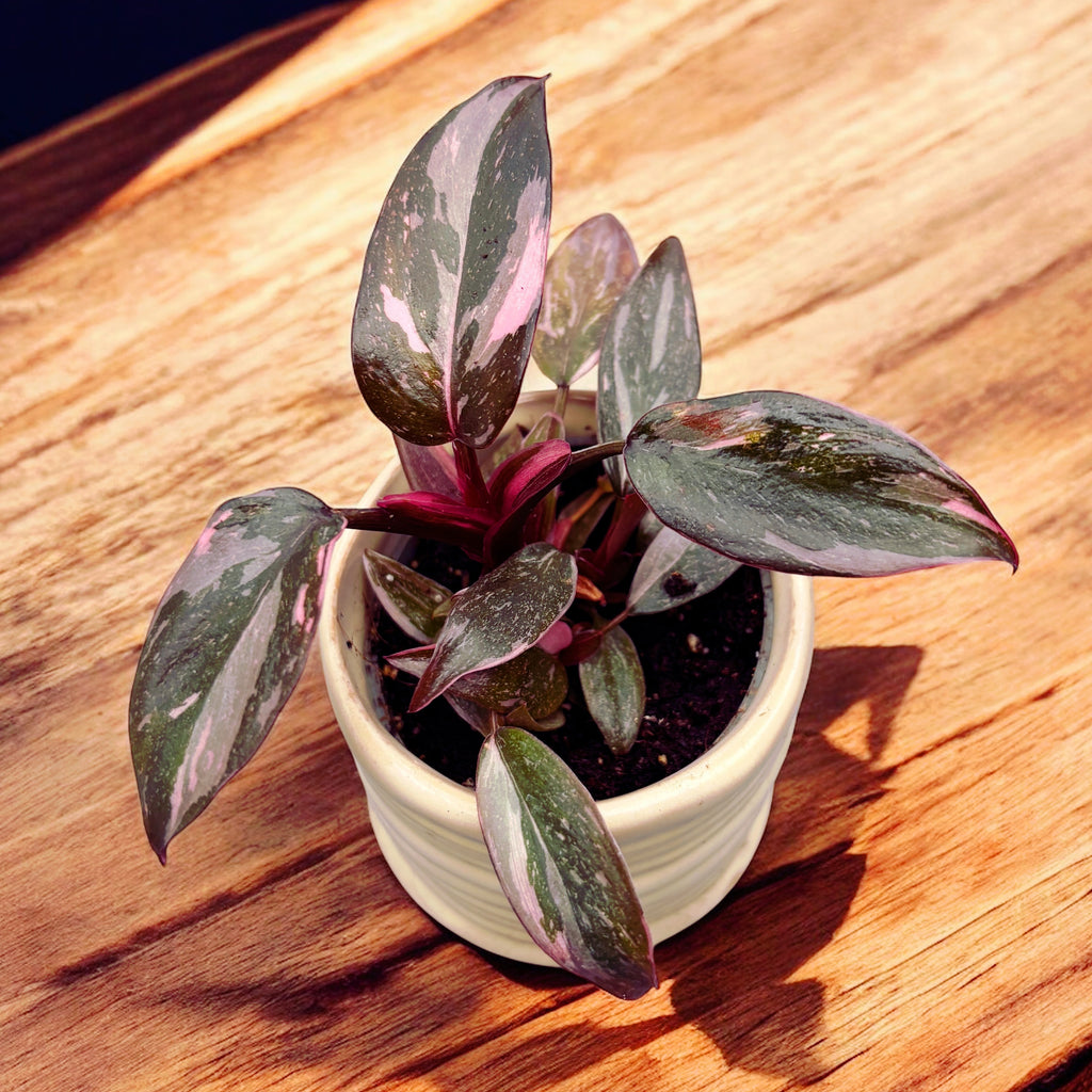 Φιλόδενδρον 'Pink Princess Marble' (μωρόφυτό)