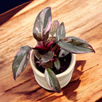 Philodendron 'Pink Princess Marble' (bebisväxt)