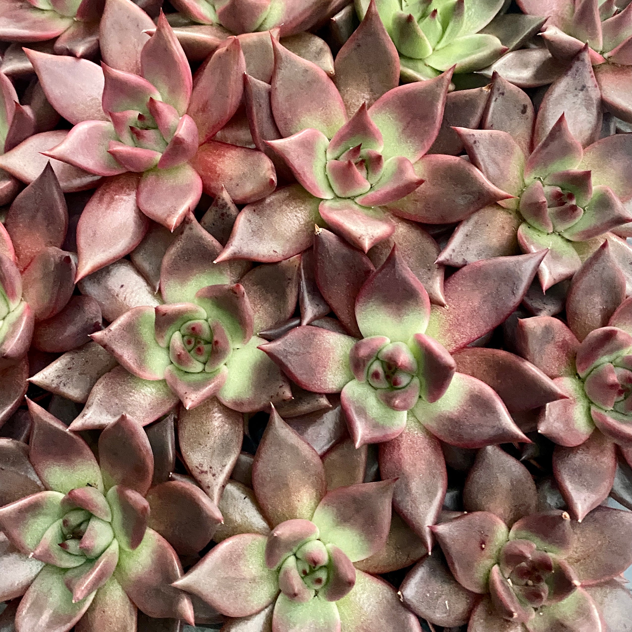 Echeveria agavoides 'Taurus'