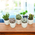 Plante suculente mini cu vas deco (set de 20 buc)