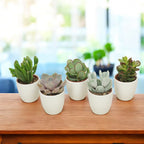 Plante suculente mini cu vas deco (set de 20 buc)