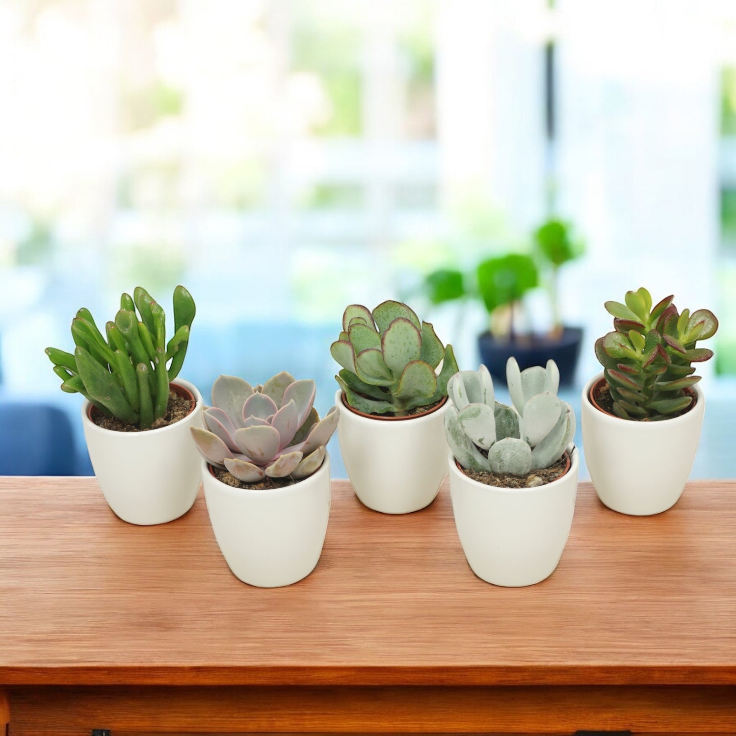 Plante suculente mini cu vas deco (set de 20 buc)