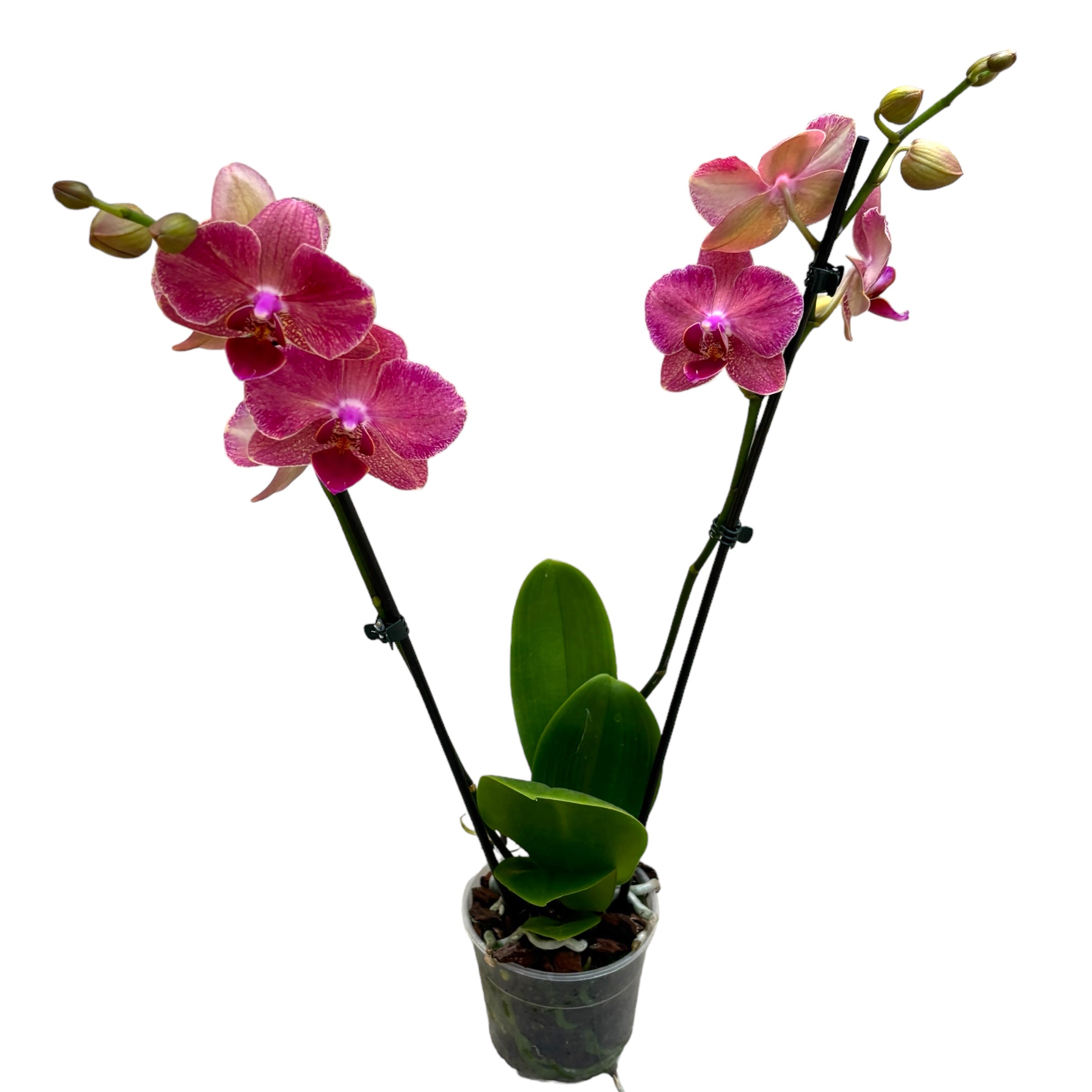 Phalaenopsis Pirate Picotee (variation)