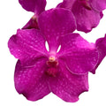 Vanda NITAYA Crystal Pink (Ansu)