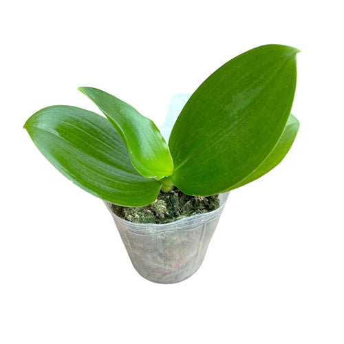 Phalaenopsis Ho's Graceful Natasha - fragrant