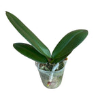 Phalaenopsis Younghome Walle '05102' - big lip