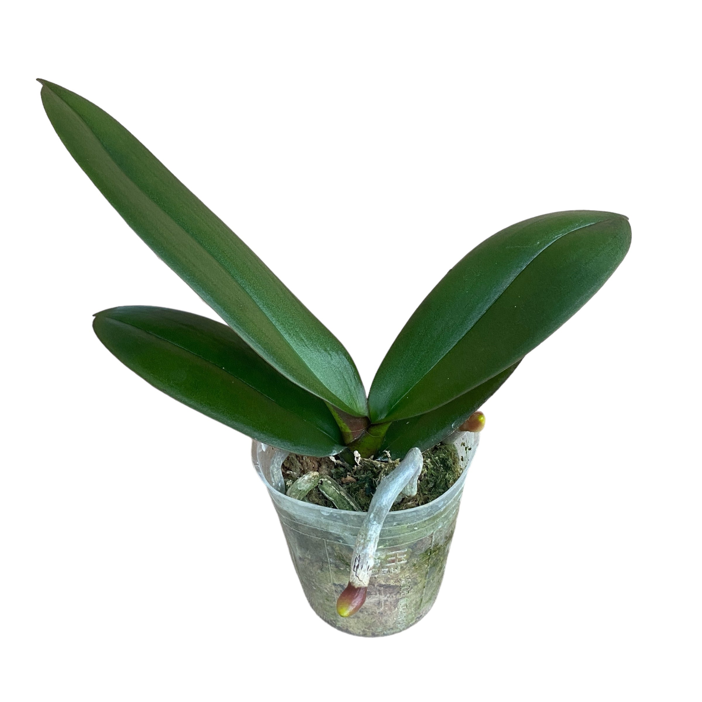 Phalaenopsis Younghome Walle '05102' - große Lippe