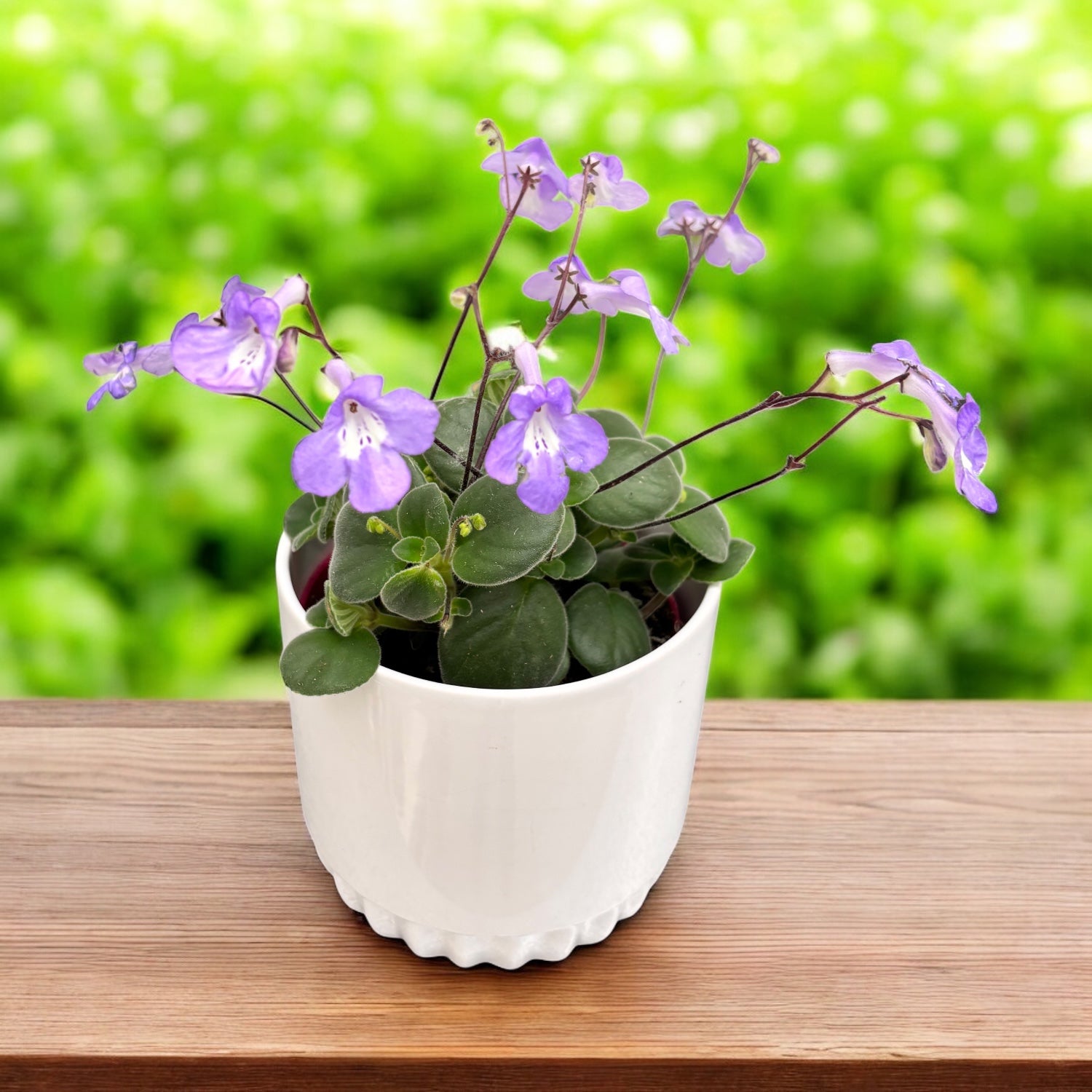 Streptocarpus saxorum - Streptocarpella (planta curgatoare)