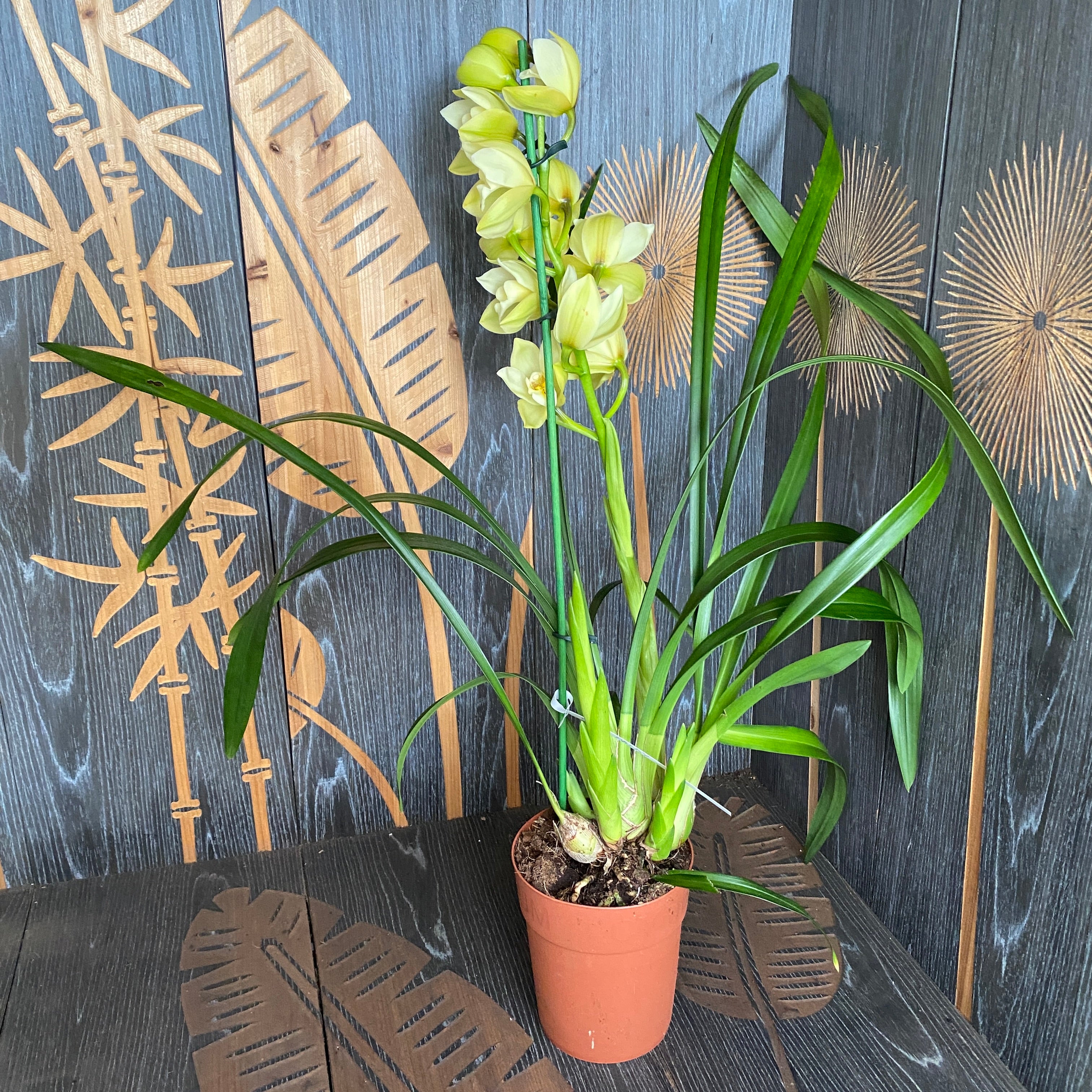 Cymbidium Paddy