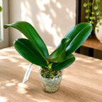 Phalaenopsis I-Hsin The Big Bang '959'