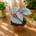 Begonia lamriana 'Silver'