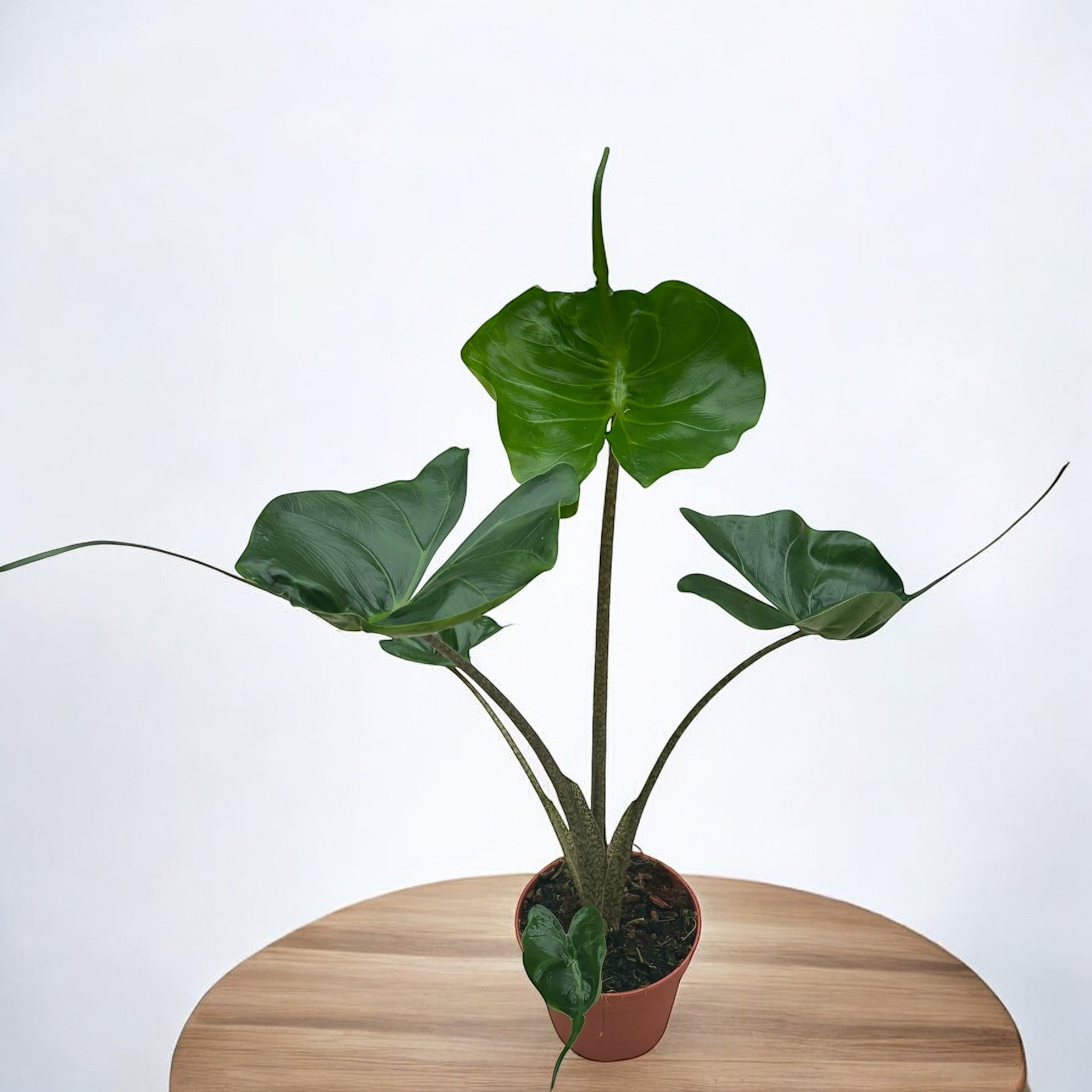 Alocasia macrorrhiza 'Stingray'
