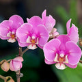 Phalaenopsis Taisuco Anna (pelórica)