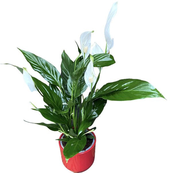Peace lily - Spathiphyllum (purifies the air)