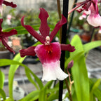 Miltonidium Bartley Star parfumat