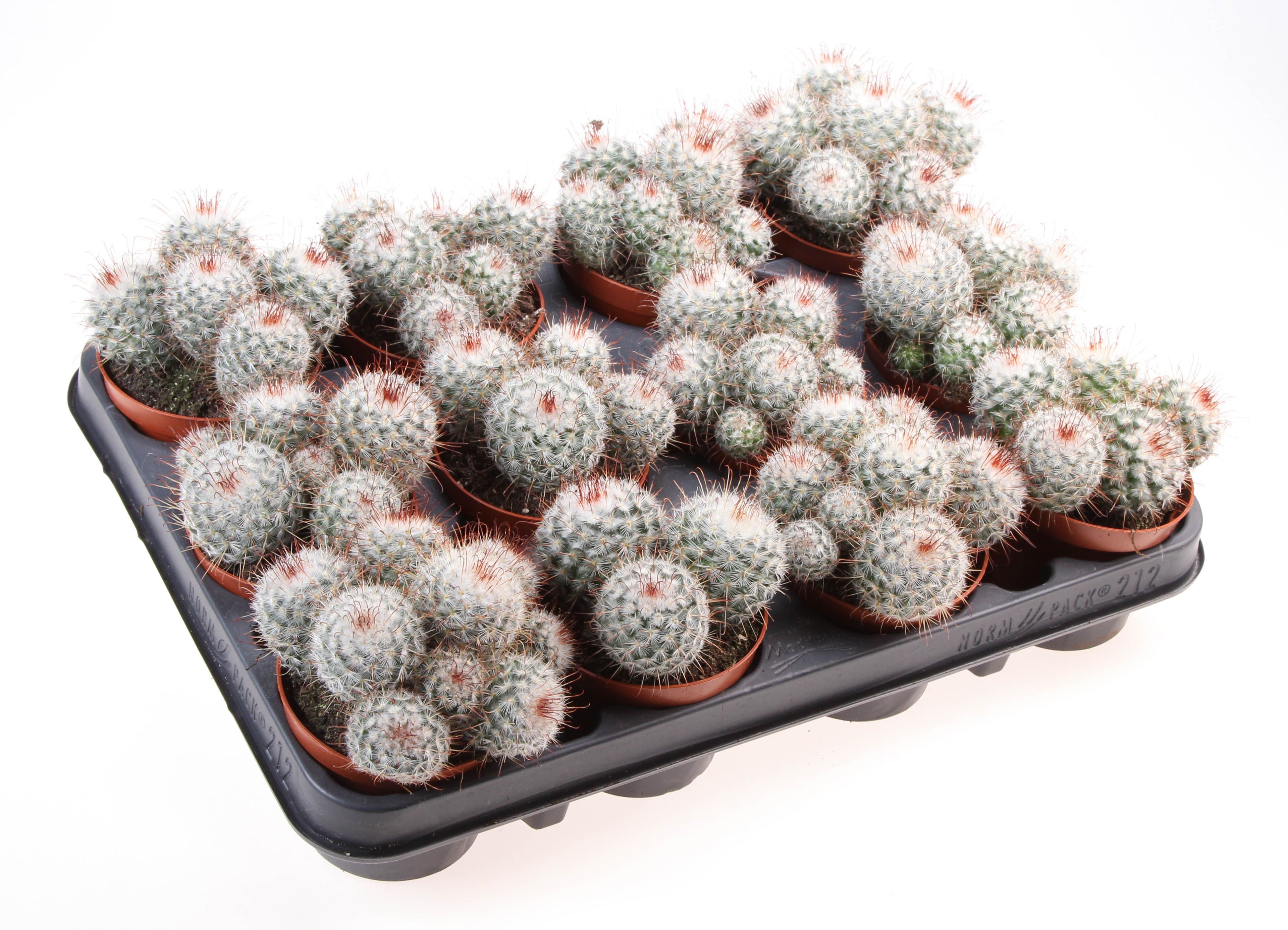 Mammillaria bombycina - cactus “pufos” de colectie, cu flori roz-magenta spectaculoase