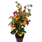 Bougainvillea - floarea de hartie (2 culori/ghiveci)