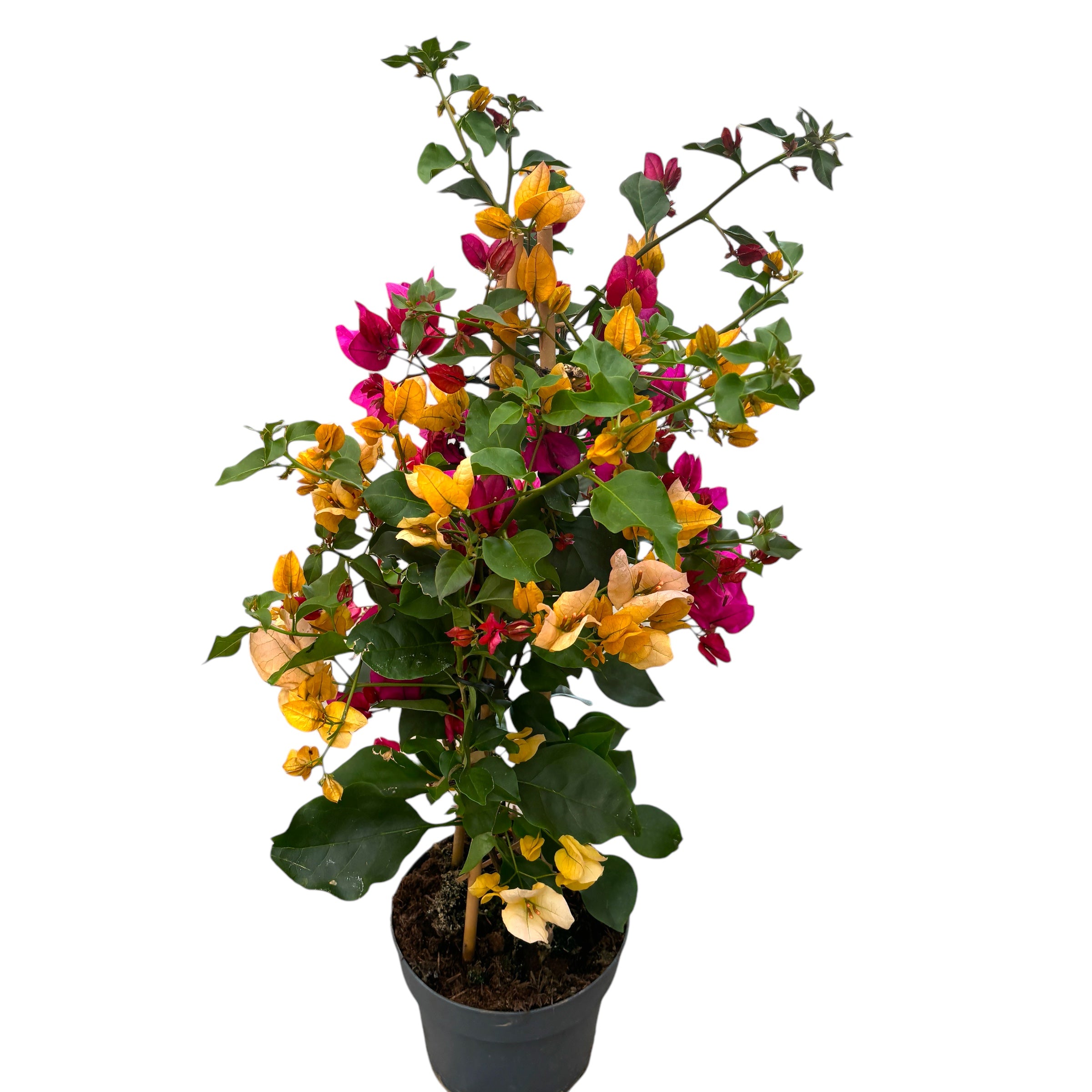 Bougainvillea - floarea de hartie (2 culori/ghiveci)