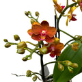 Phalaenopsis Matchlight