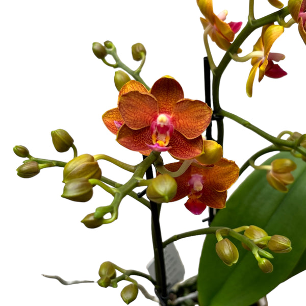 Phalaenopsis-Streichholzlicht