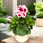 Pelargonium grandiflorum 'Don Delgado' (engleske muškatle)