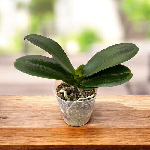 Phalaenopsis SOGO Xena