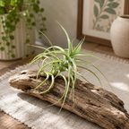 Tillandsia bergeri - planta aeriana cu flori albastre