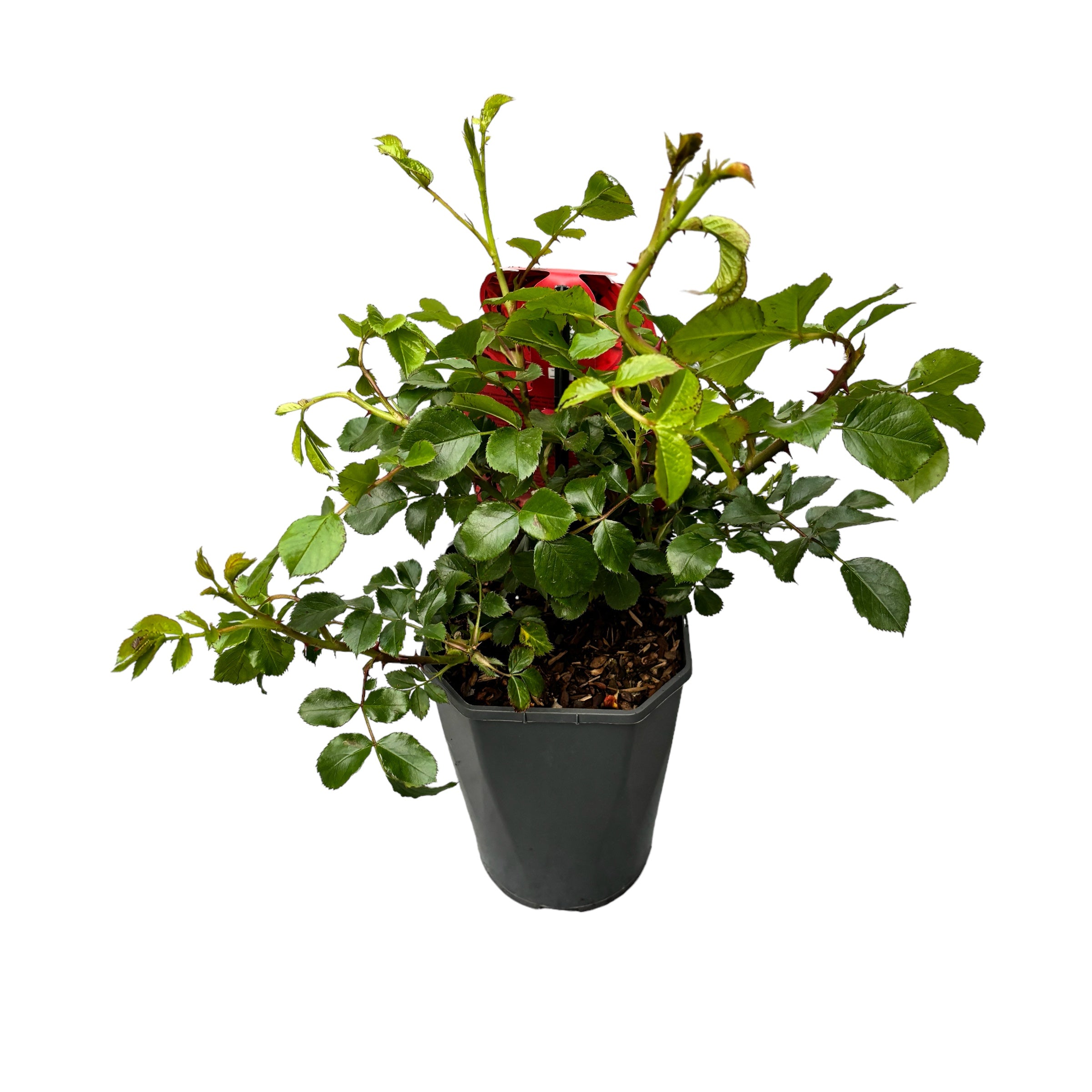 Rosa 'Manora'® - floribunda modern cu floare dubla, rosu intens, parfumat