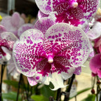Phalaenopsis Body Language mit großer Lippe