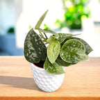 Scindapsus pictus ‘Silvery Ann’ – planta decorativa cu frunzis argintiu si usor de intretinut