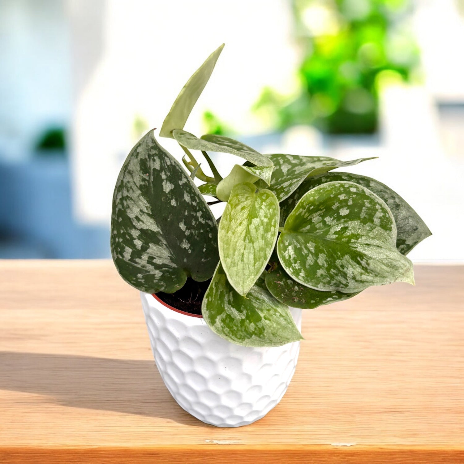 Scindapsus pictus 'Silvery Ann'