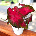Caladium 'Postman Joyner'