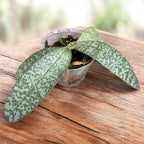 Phalaenopsis Cellinde (lindenii × celebensis)