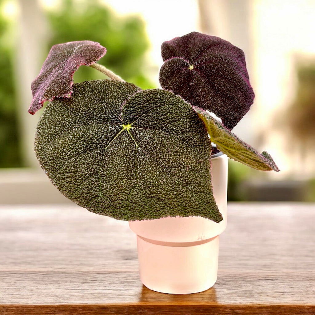 Begonija masoniana 'River'