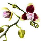 Phalaenopsis Lioulin Sparrow '459' (pelorisch)
