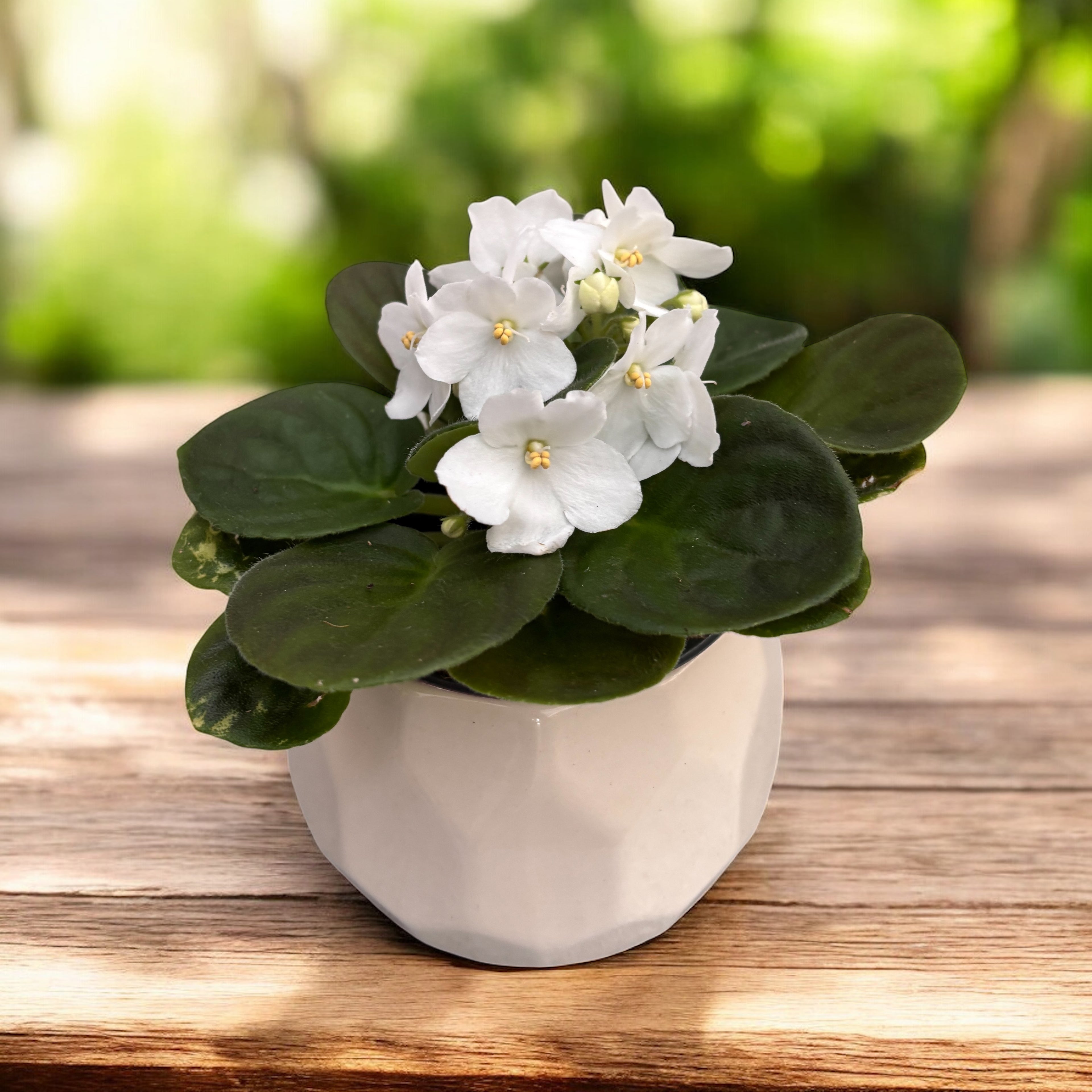 Violete albe - Saintpaulia City-line Tango