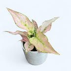 Aglaonema 'Rosy'