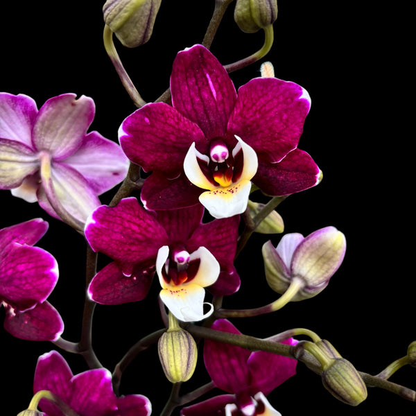 Phalaenopsis 'Limited #142'