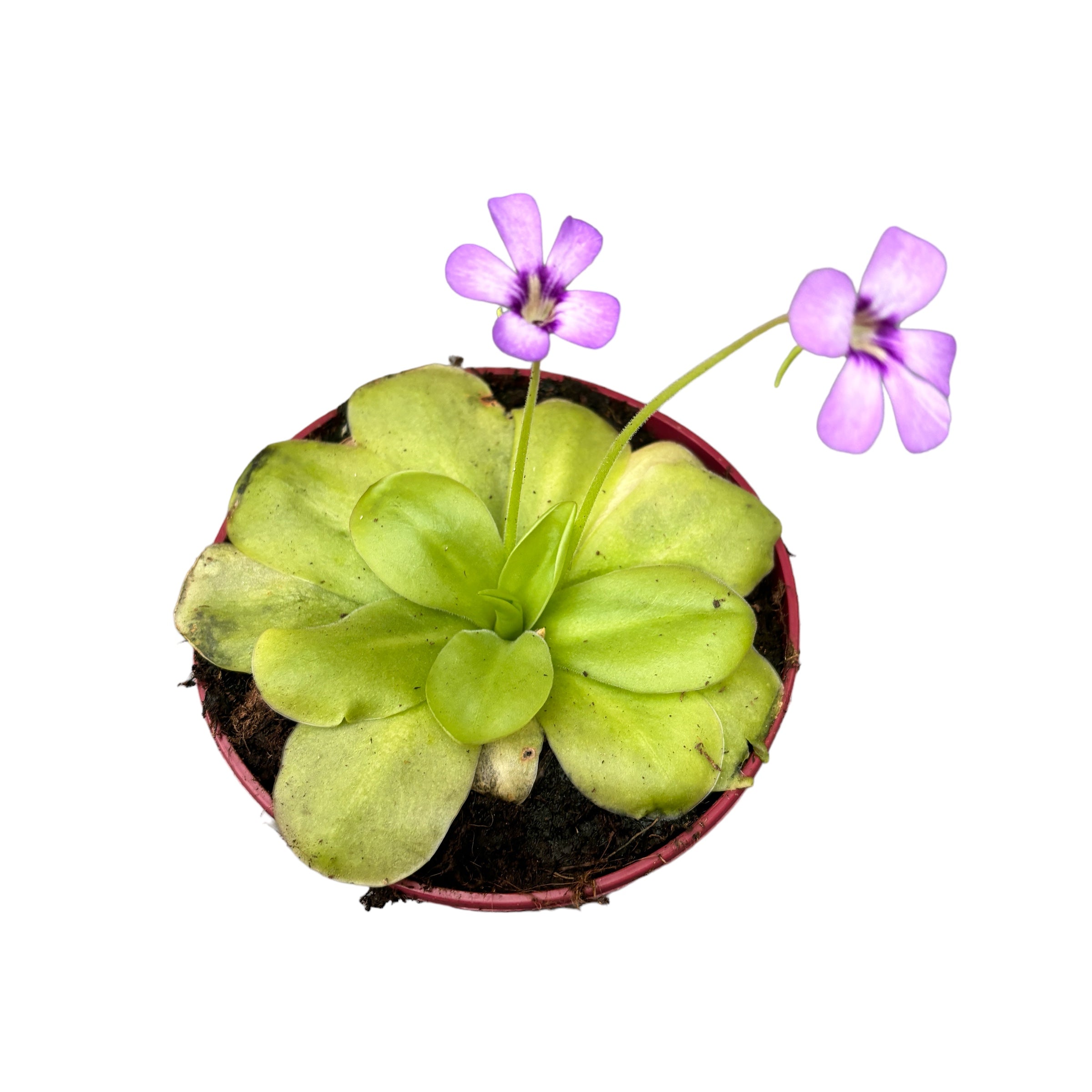 Planta carnivora Pinguicula D12