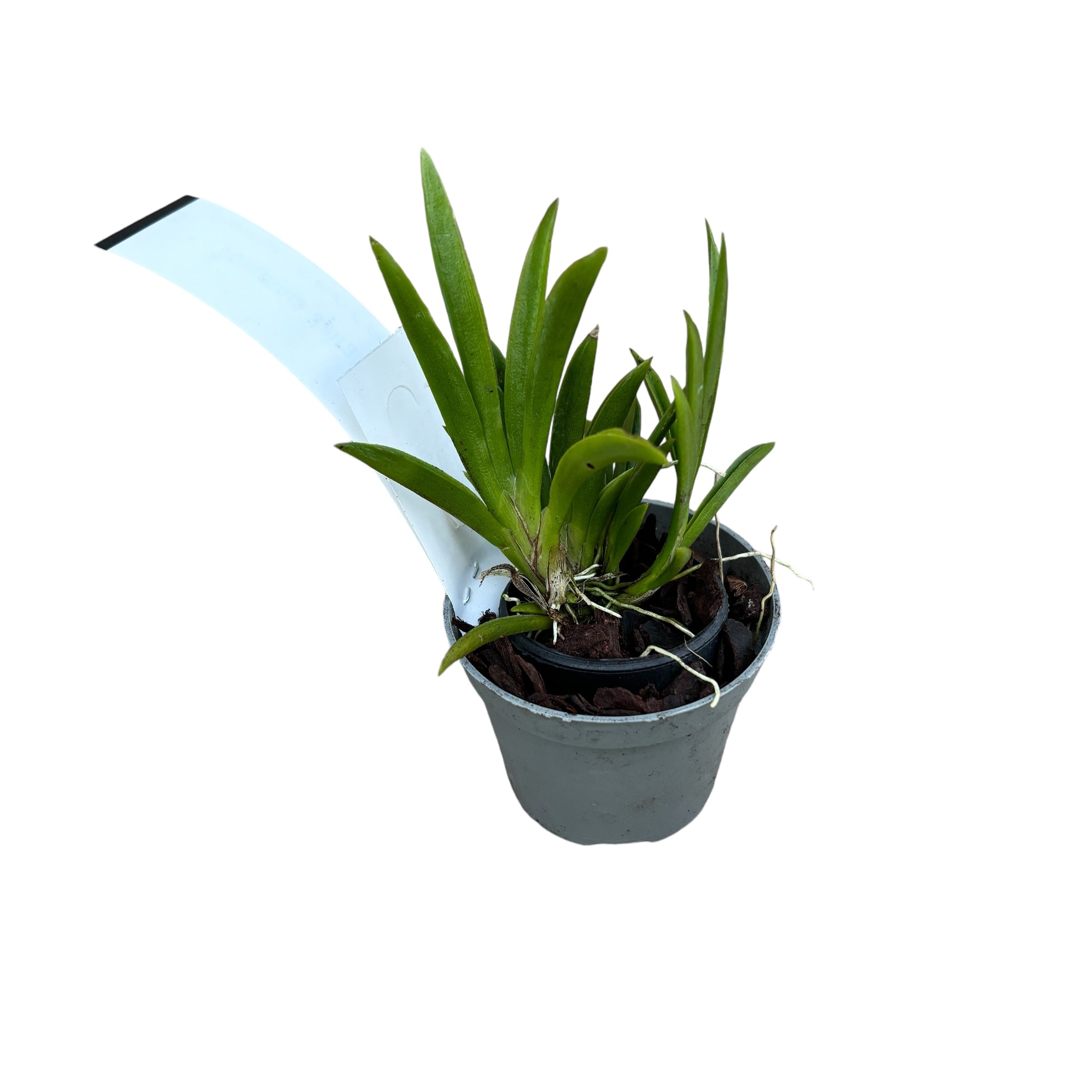 Tolumnia Jairak Firm 'Spotty'