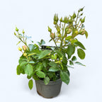 Rosa 'Cream Flower Circus'® - Ароматна флорибунда роза