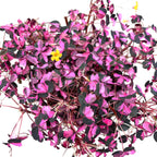 Oxalis vulcanicola 'Plum Crazy'