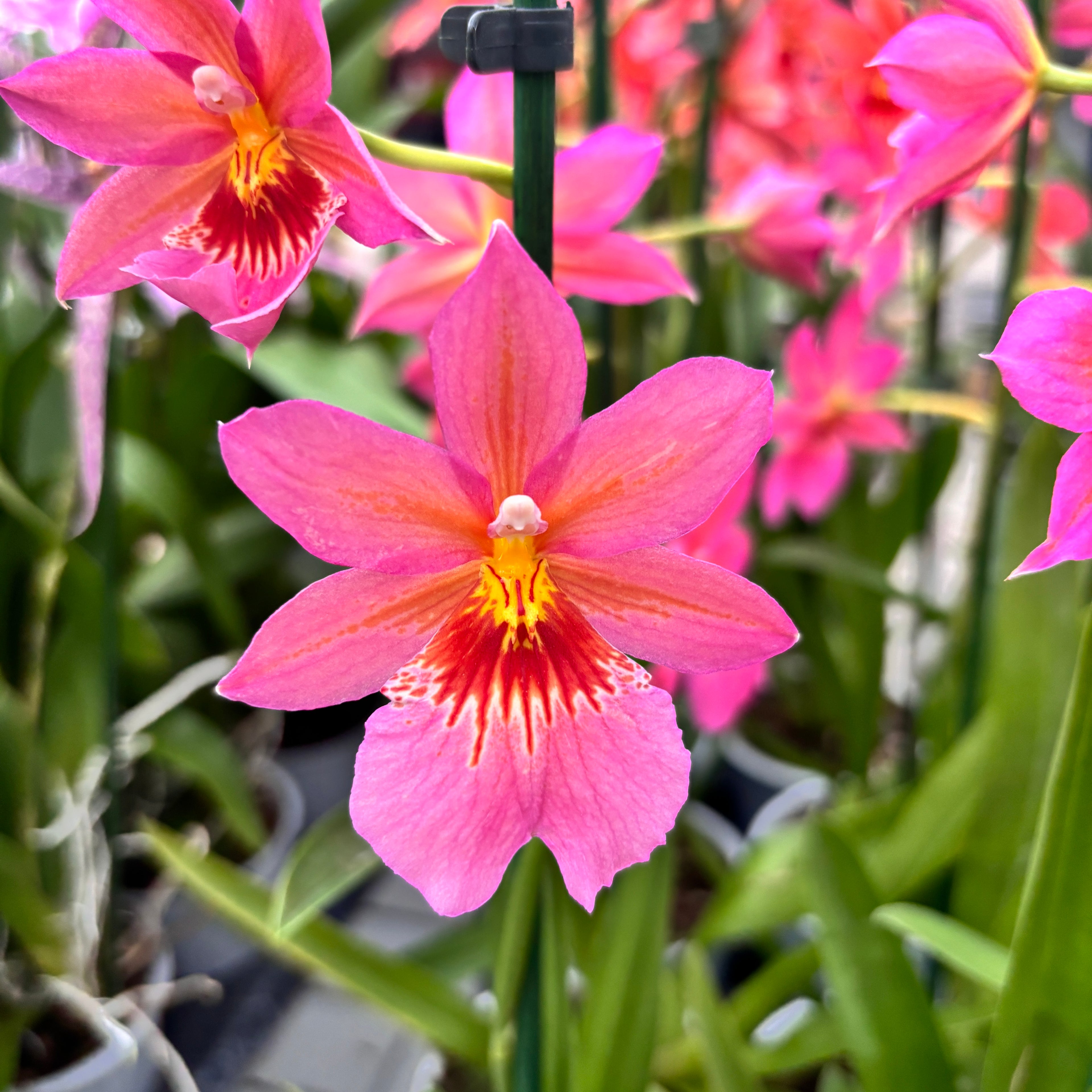 Burrageara Nelly Isler Pink - flori intens parfumate