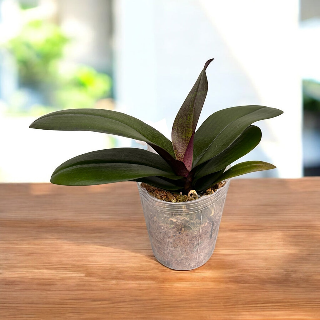 Phalaenopsis Jiaho's Pink Girl '#1' (schilleriana x Zuma's Pixie)