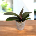 Phalaenopsis Jiaho's Pink Girl '#1' (schilleriana x Zuma's Pixie)