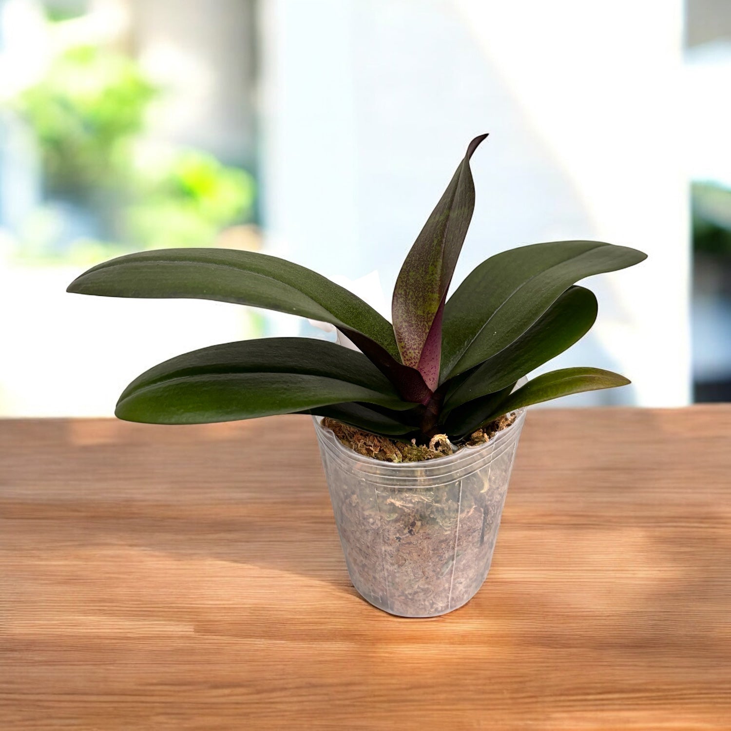 Phalaenopsis Jiaho's Pink Girl '#1' (schilleriana x Zuma's Pixie)