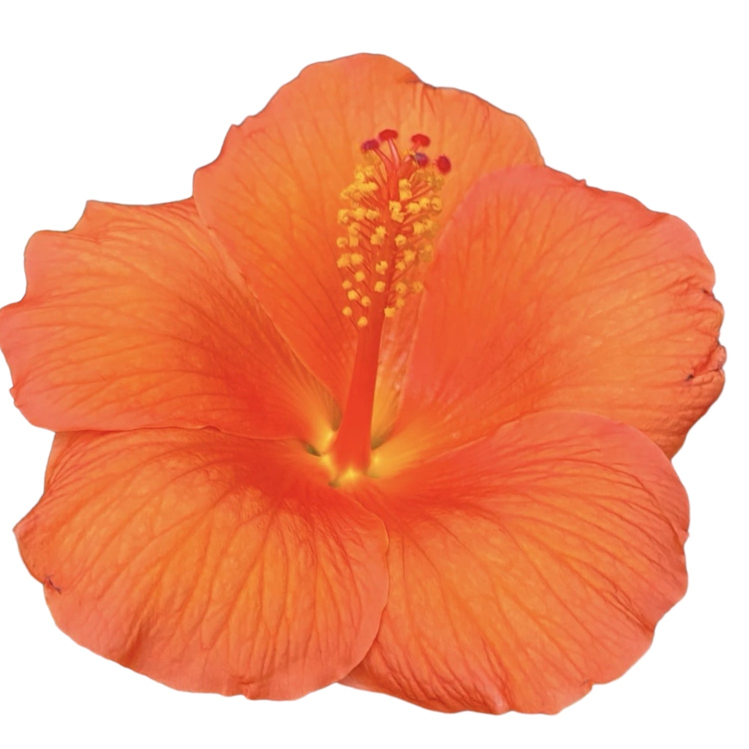 Hibiscus rosa-sinensis 'Sunny Torino' (hibiscus de Chine) - fleurs XL