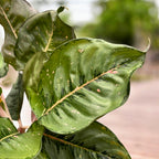 Aglaonema ‘Camo Coralie’ - eksplozija zelene in roza, spektakularni XL primerki